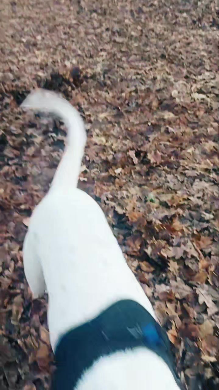 @HeraTheDogo