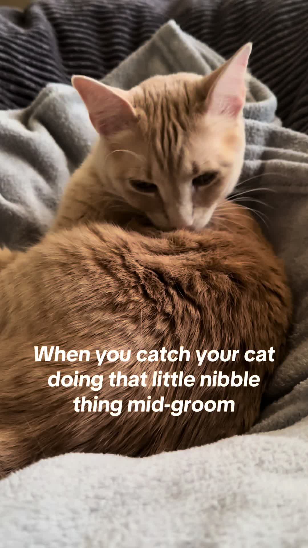 @roti_the_cat