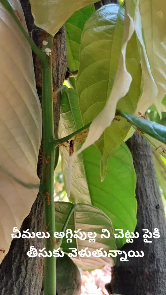 @Shankar Bonkuri