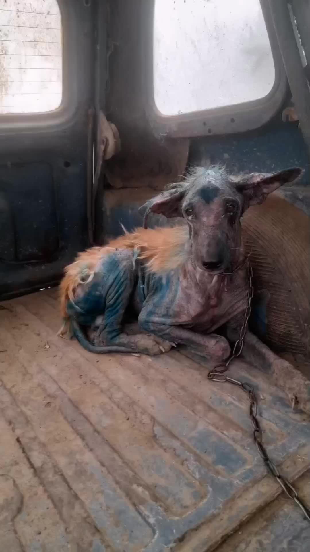 @Veterinaire Tizi-Ouzou