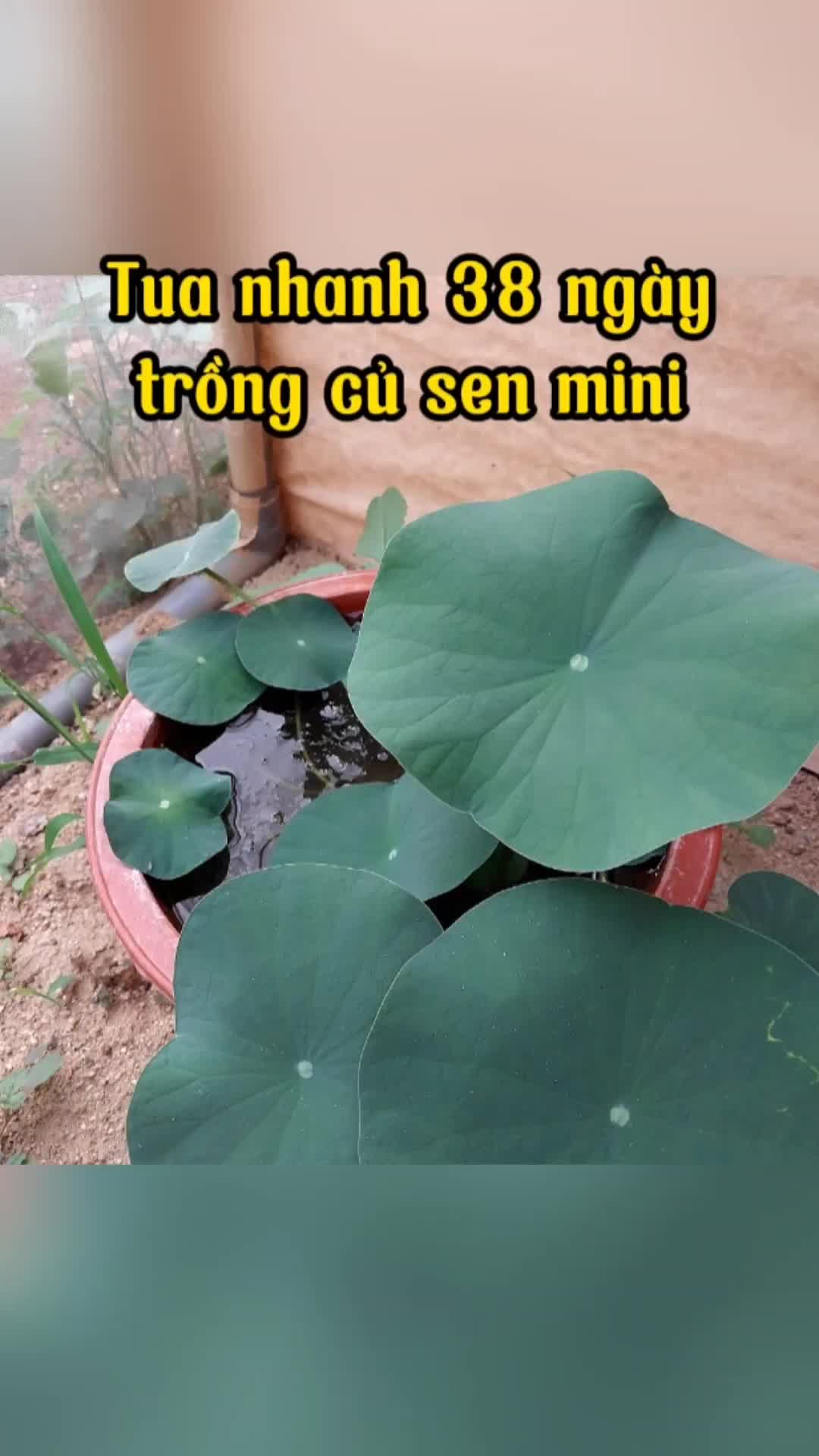 @Vườn nhà Tuyết