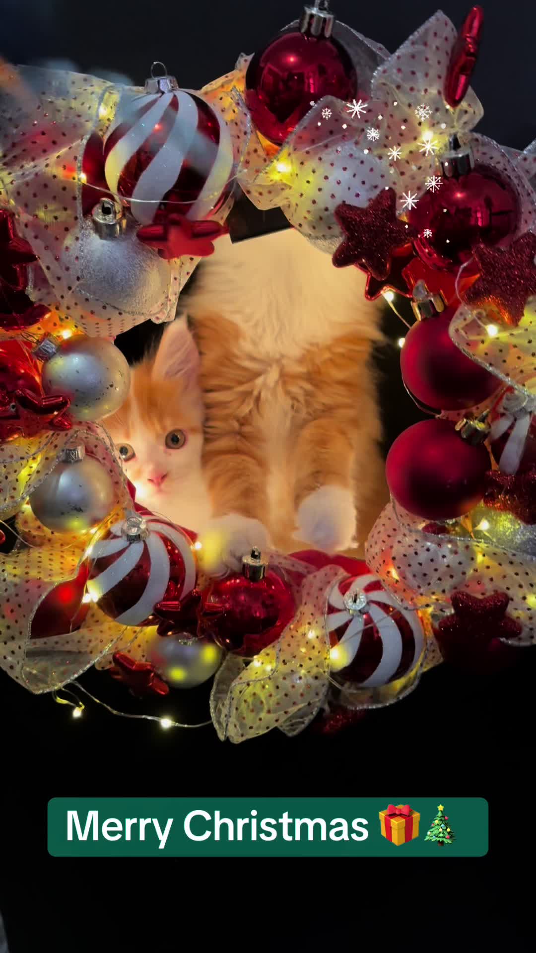 @✨Kristin @ de Empurr’Dune 🐾✨