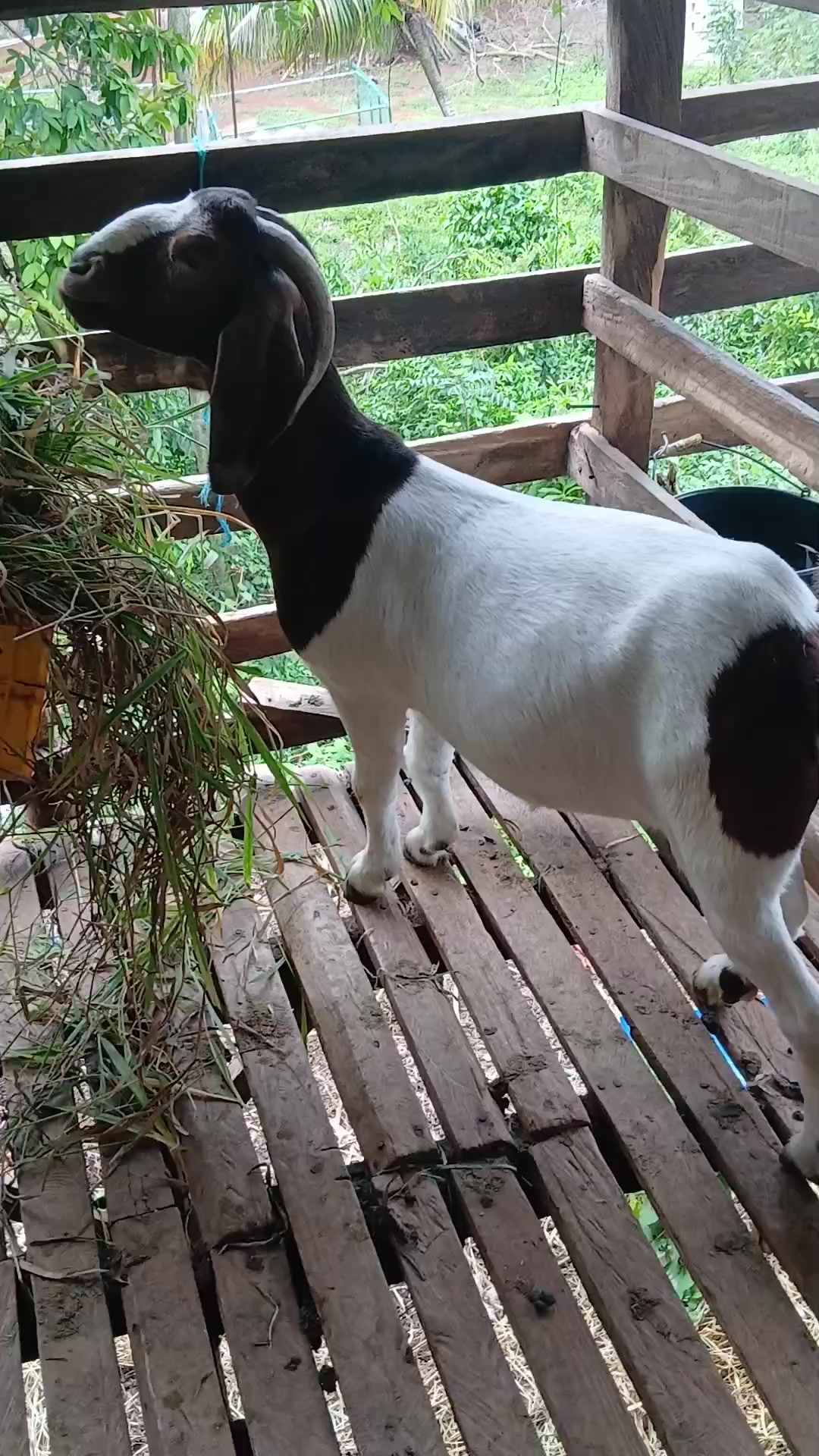 @Hillside farms 🐐