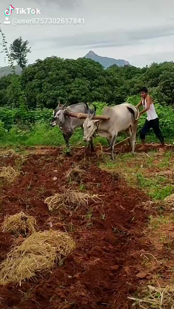 @ಭೋಮ್ಮ ಲಿಂಗೇಶ್ವರ ಬಸಪ
