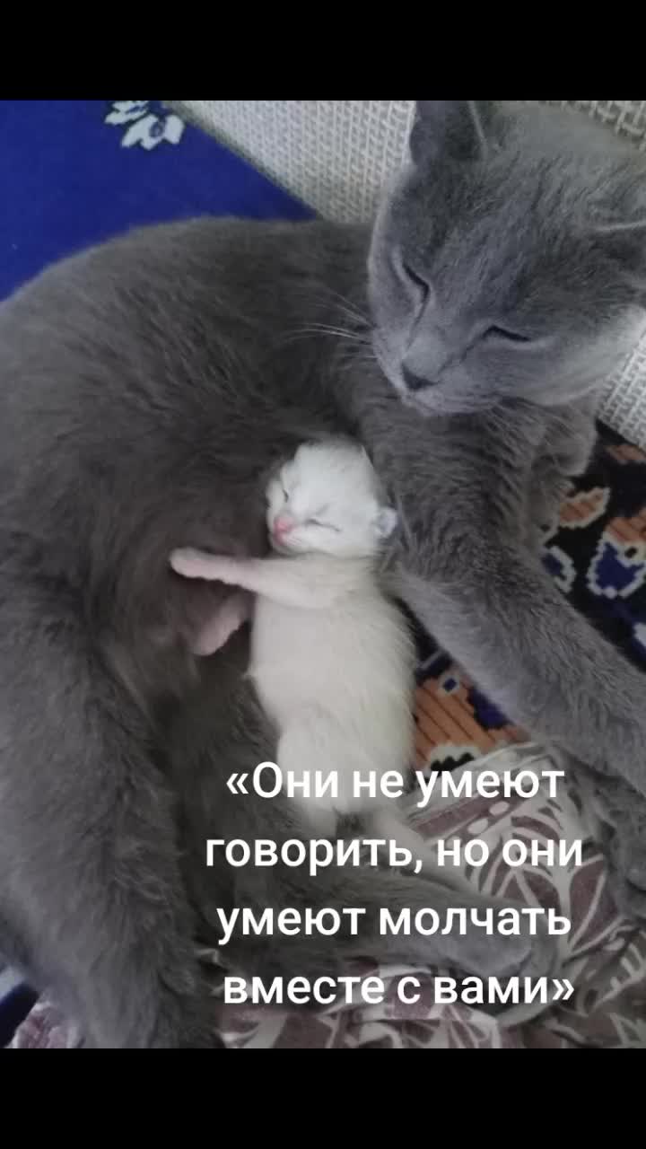 @св,.,с,....