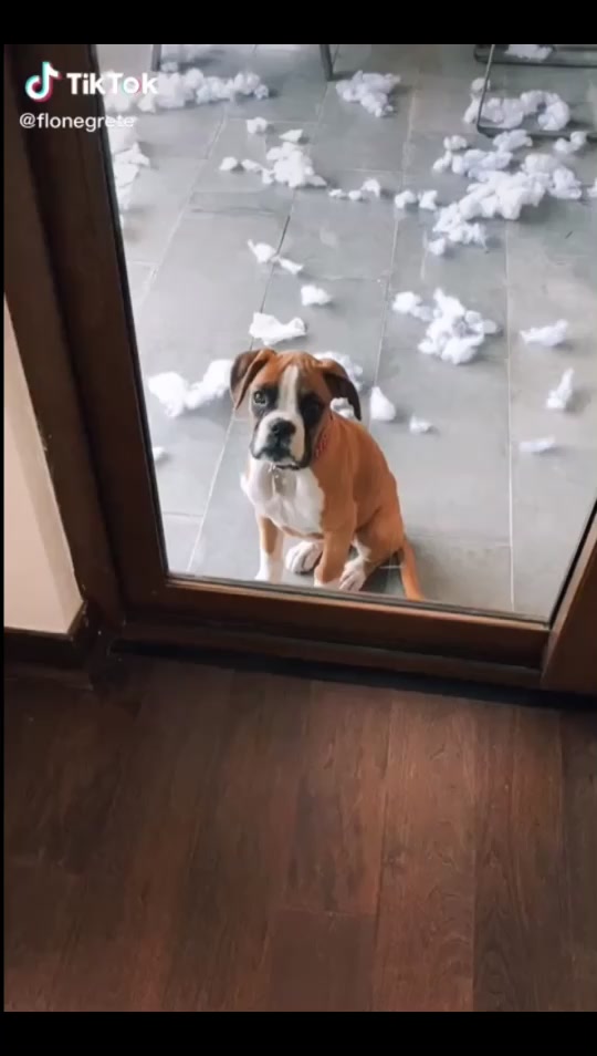 @Bimba.y.Lola.the.boxers