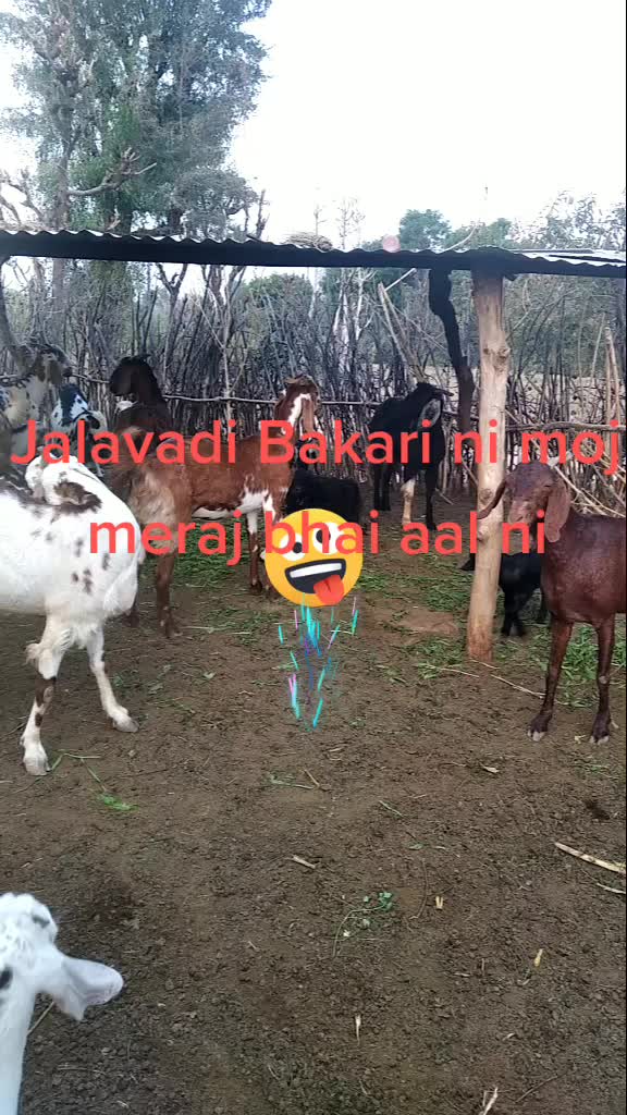 @વીનેસ