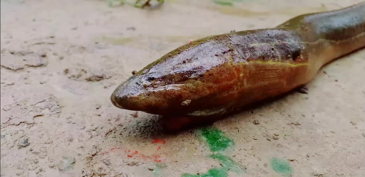 @চাও