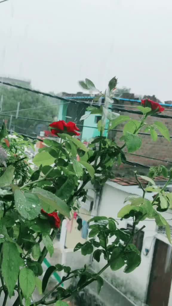 @karan thapa