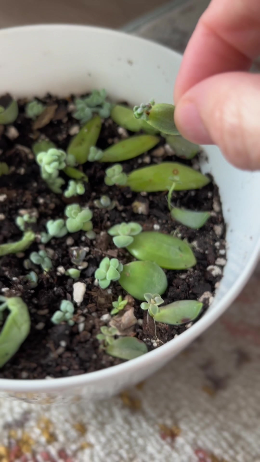 @Tiny Plants