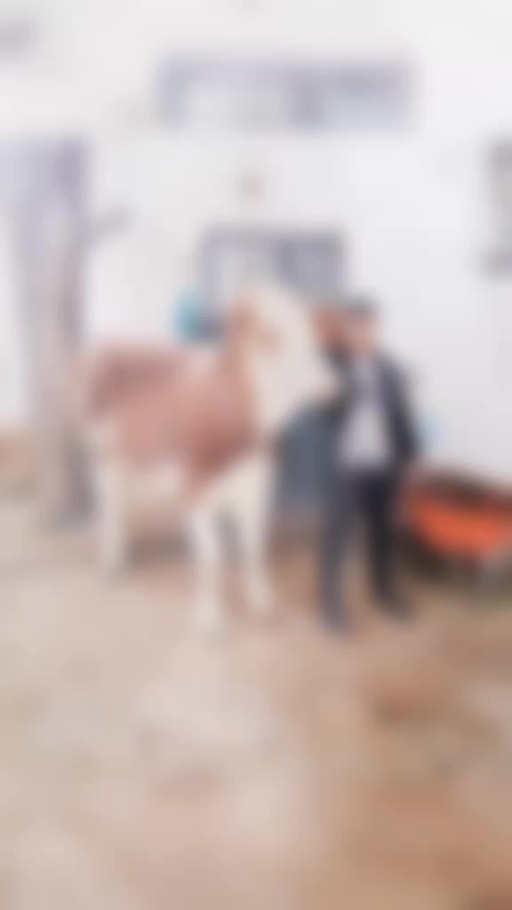 @şahin Akdoğan