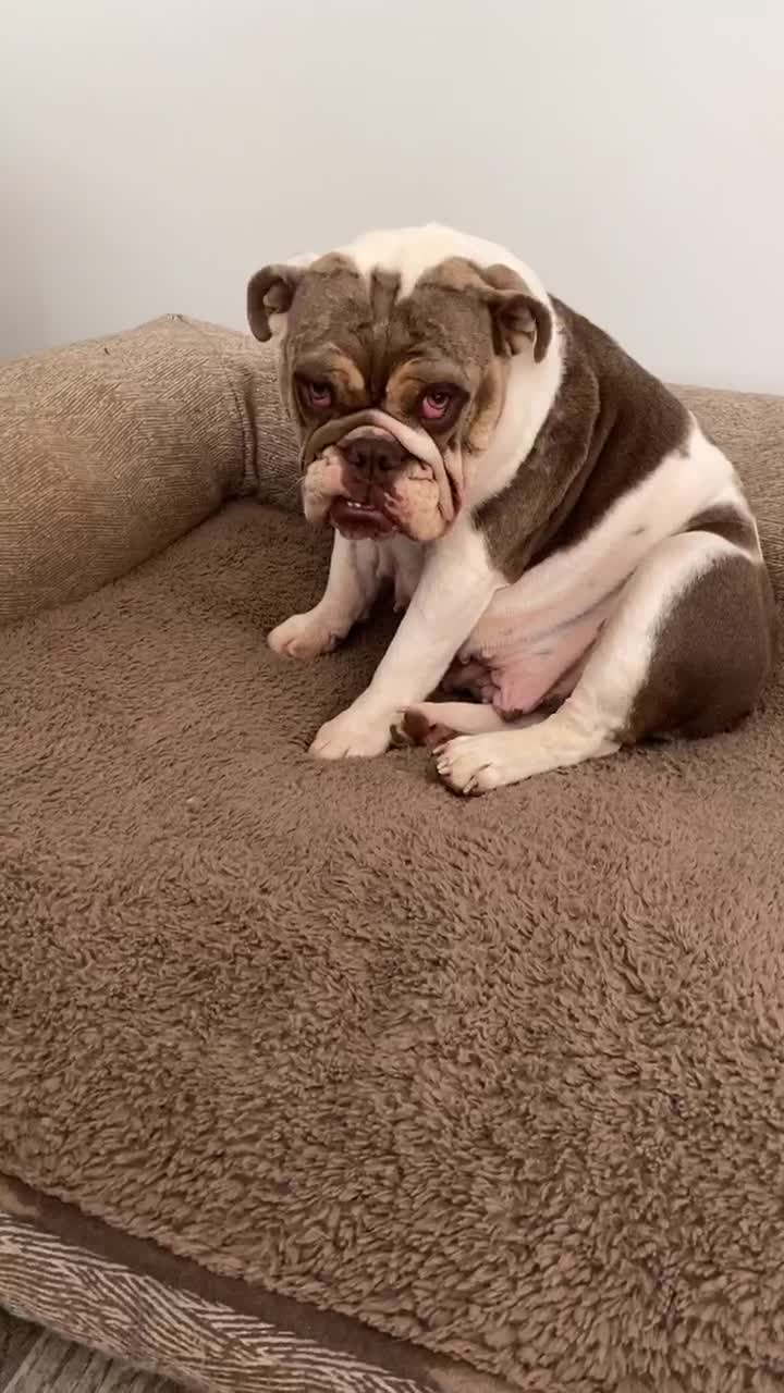 @rudzbulldogz