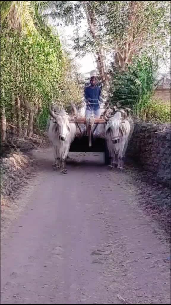 @🦁 જયલો આયર 👑