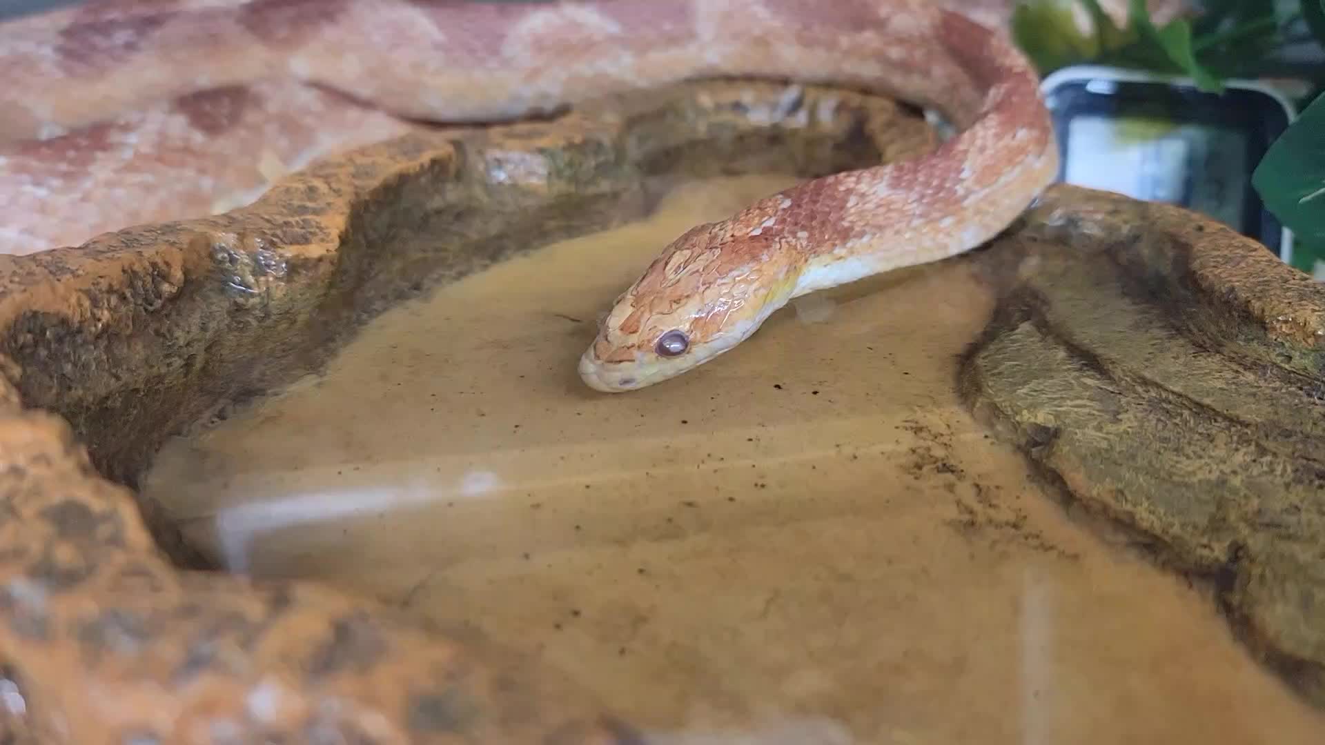 @mudcowpythons