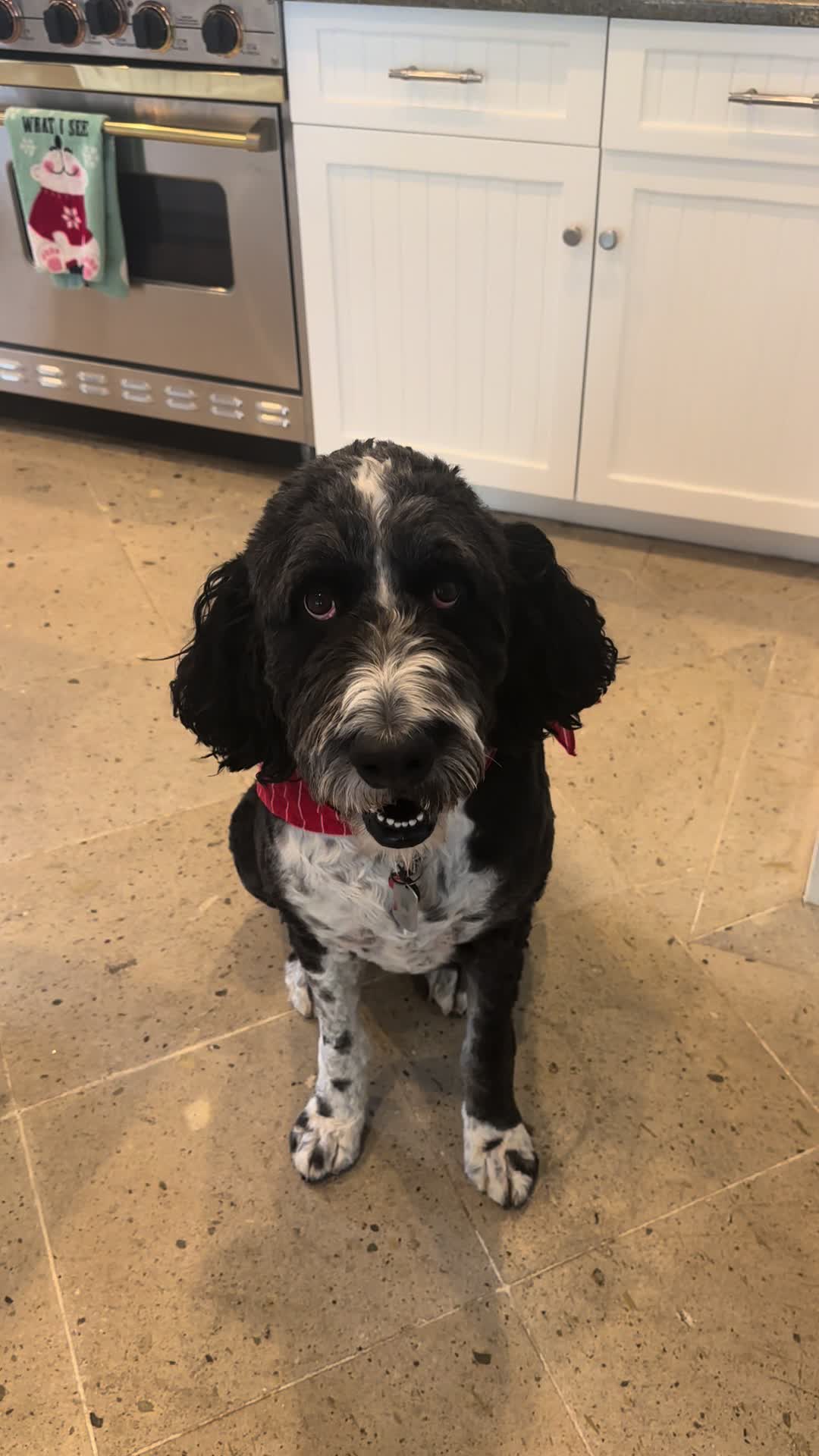 @Bernedoodlemama