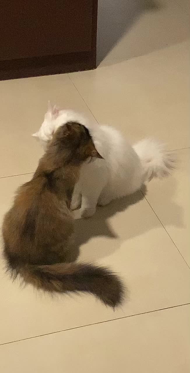 @♡ ج
