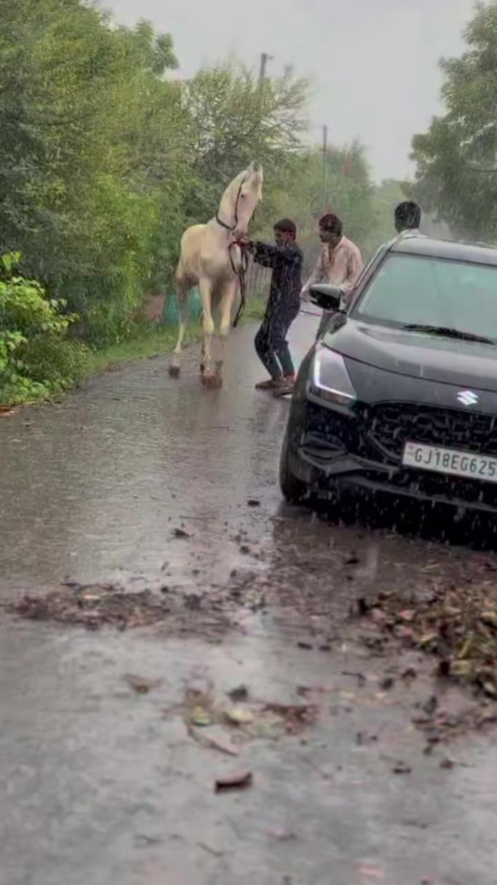 @@𝙂𝙍 𝙃𝙤𝙧𝙨𝙚 𝙁𝙖𝙧𝙢 🐴