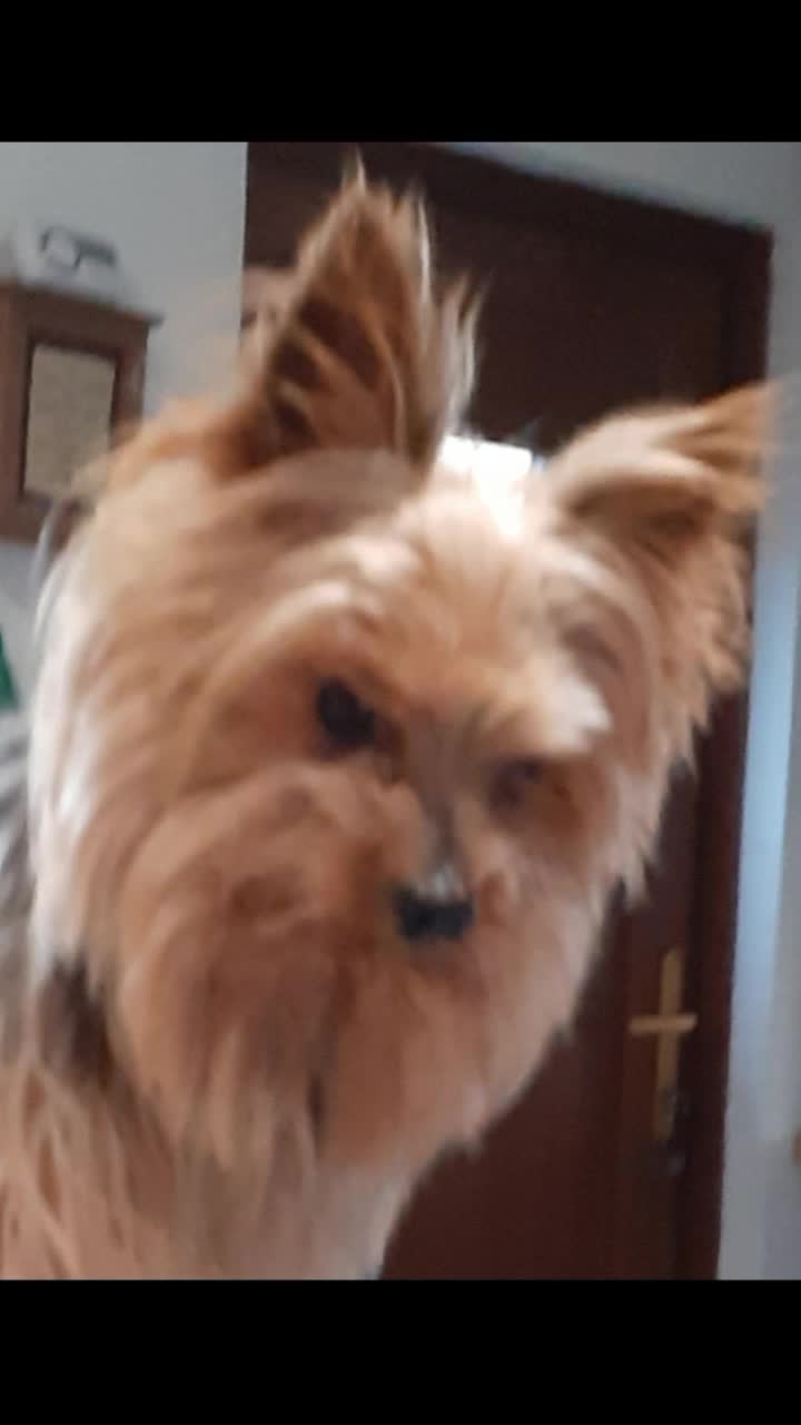 @threedogsanjenny