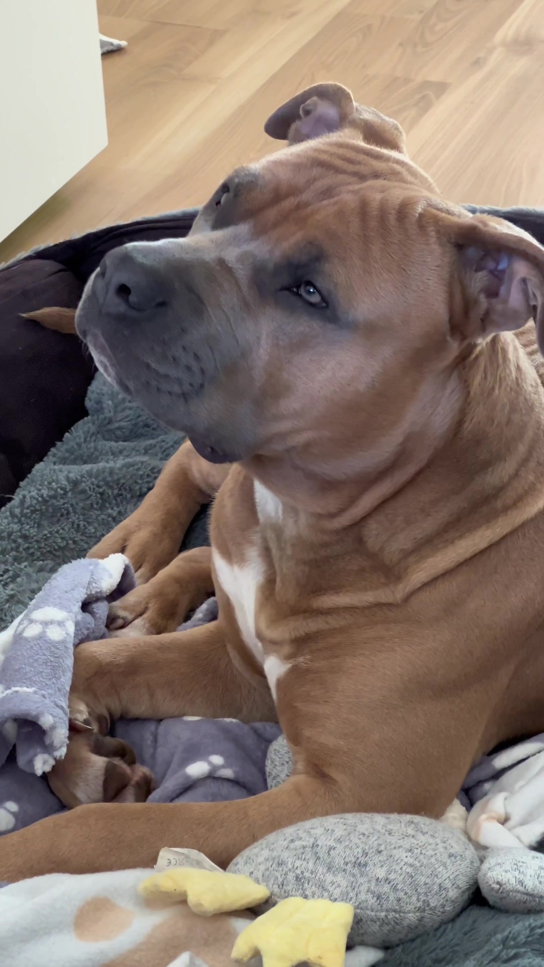 @lifeofpacoo