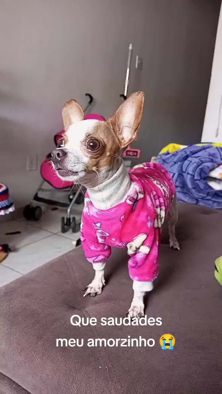 @Lilizinha🐶