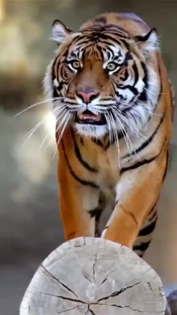 @डोमनपुरिहा टुरा