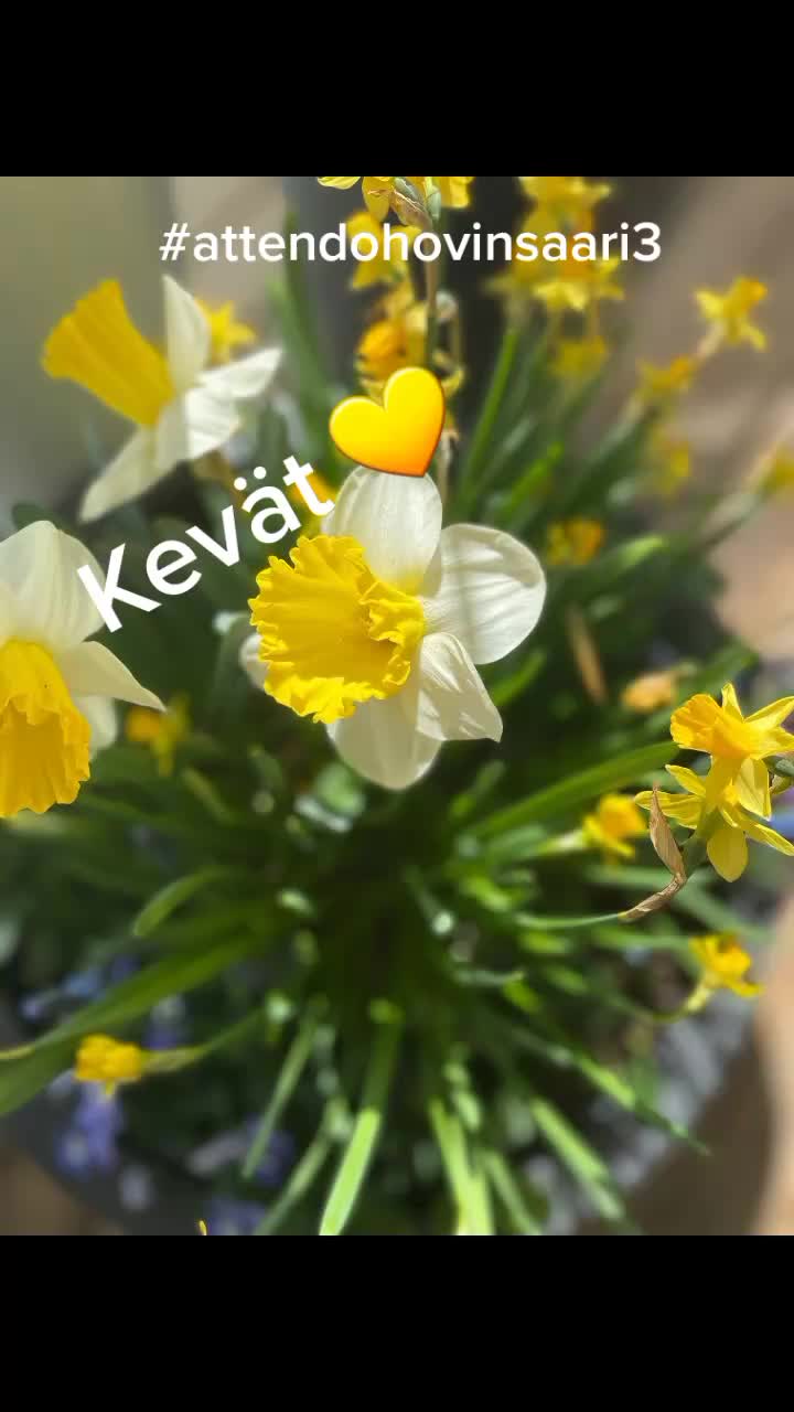 @attendohovinsaari3