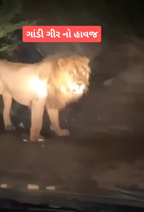 @ગાંડી ગીર નો હાવજ