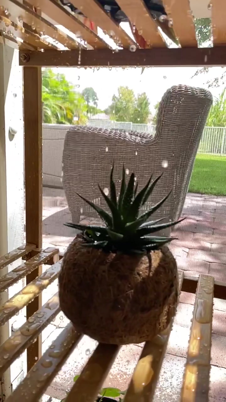@Monstera Mom