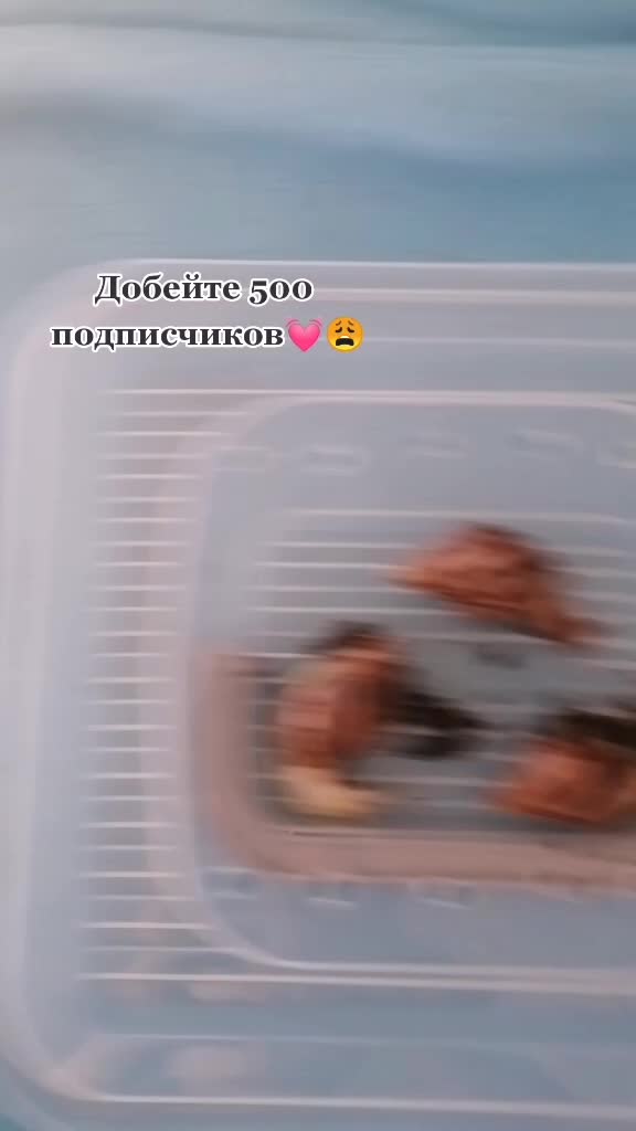 @Улиточки🐌💞