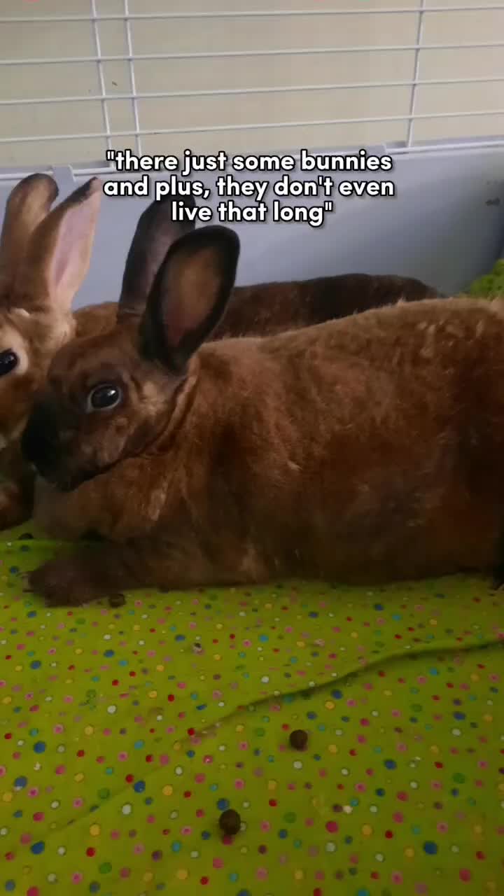 @Leo and Sarah 🐰🐰
