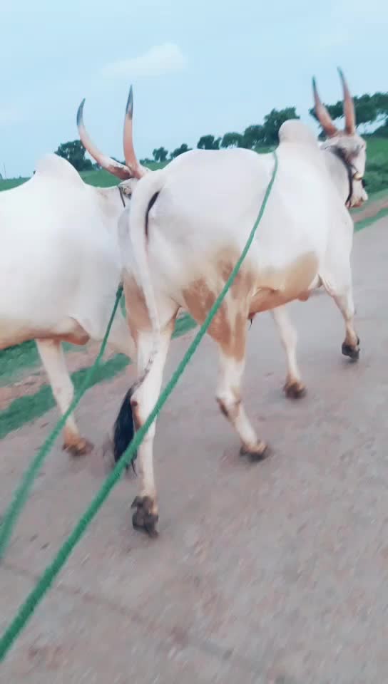 @ಹೂಸೂರು ಹುಲಿ