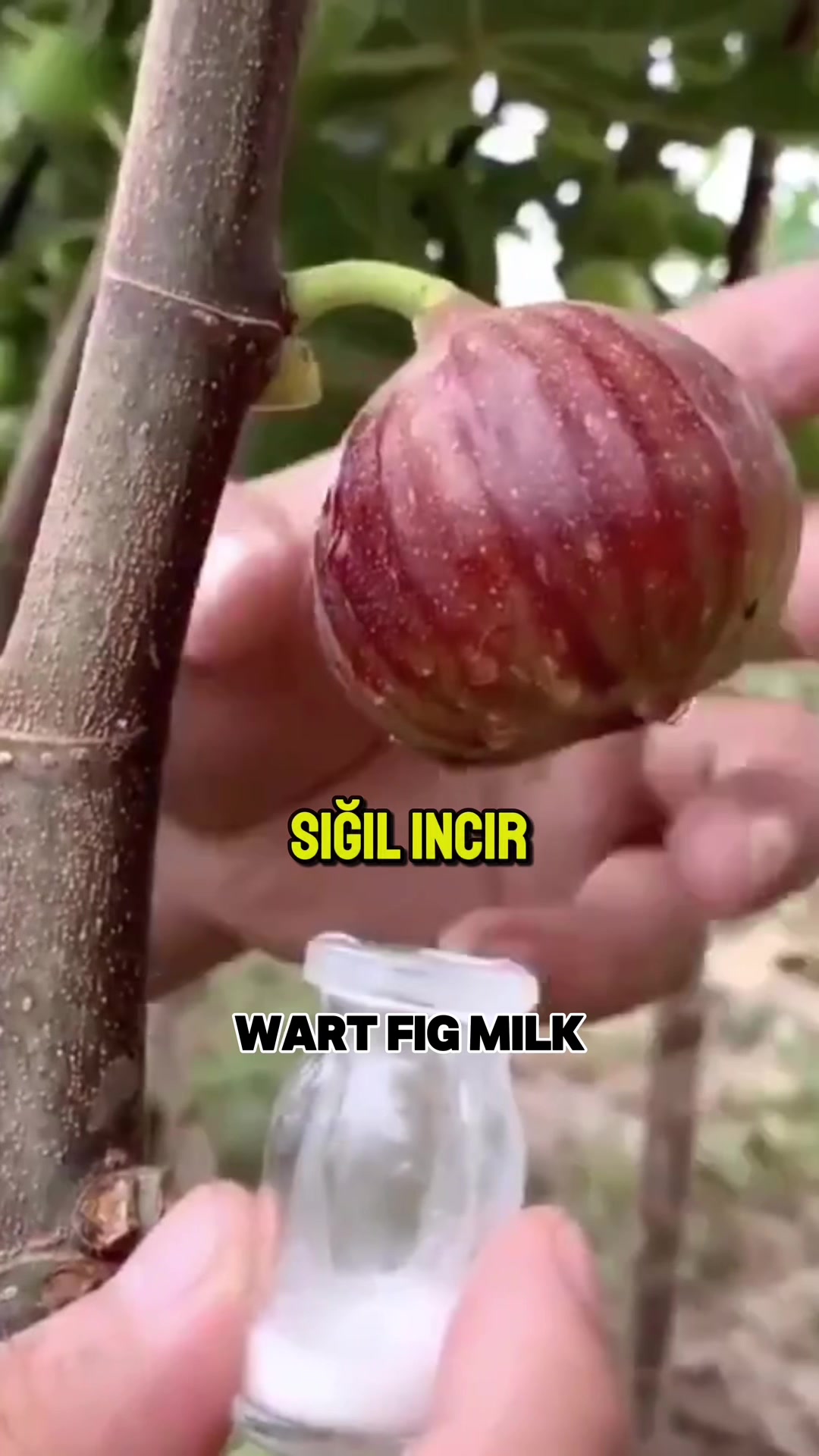 @Odyomuh