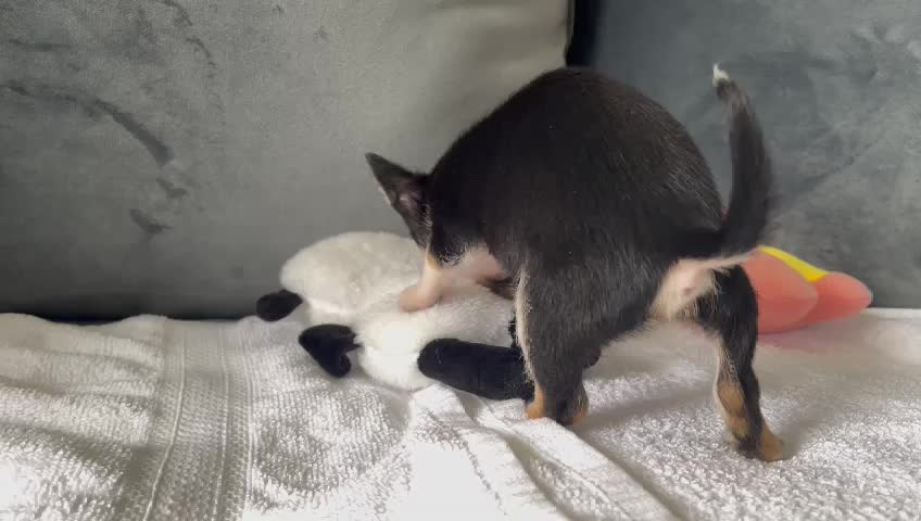 @Paco.the.Chihuahua