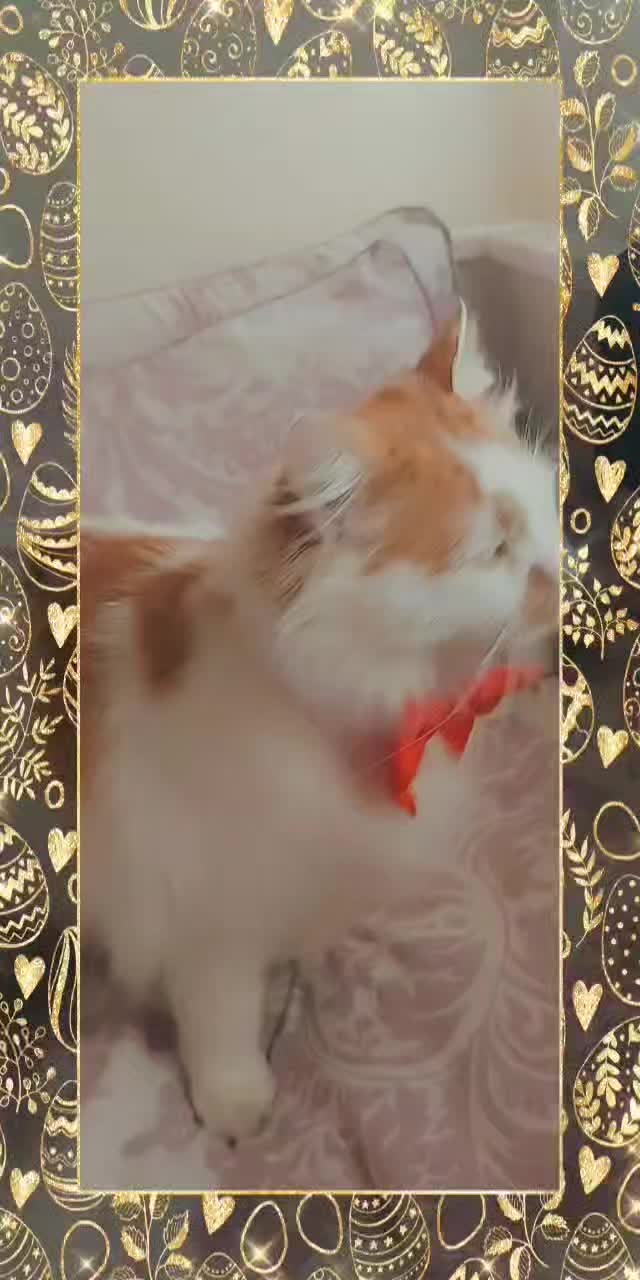 @Meowko