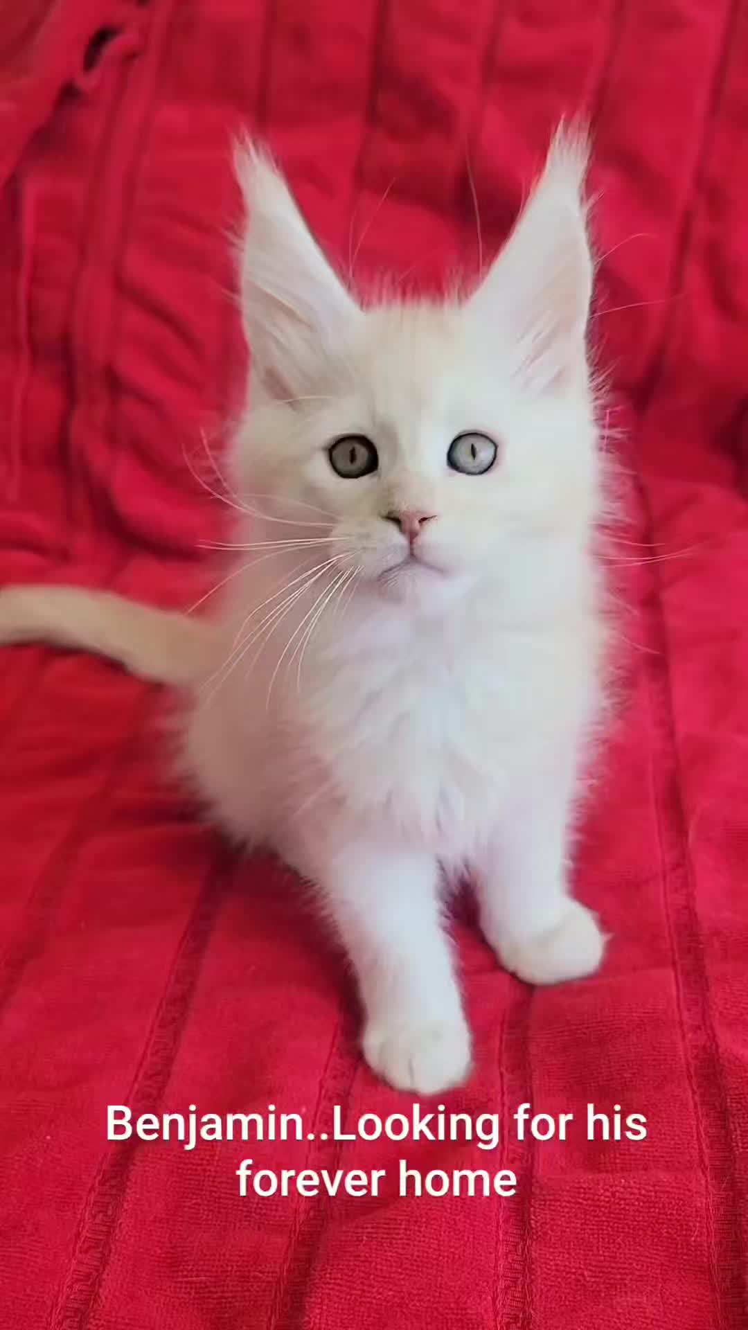 @MaineCoon Royalty