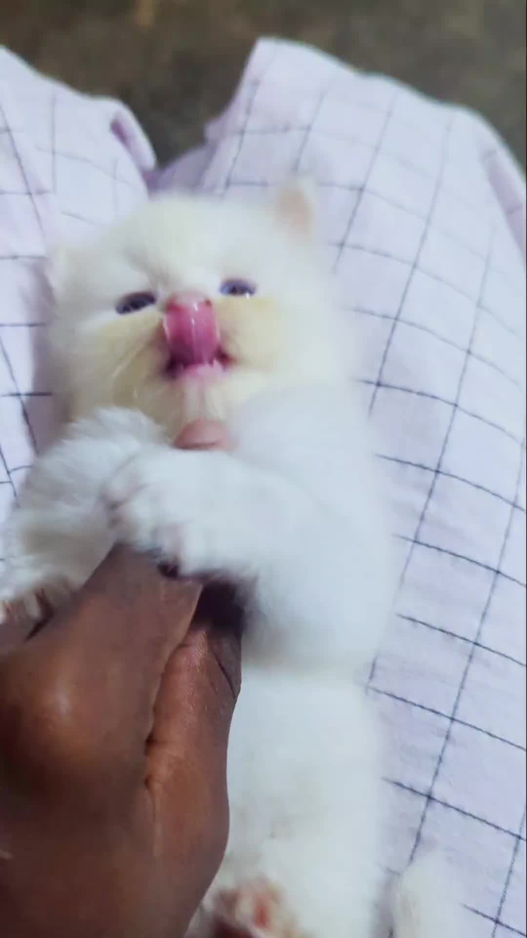 @Meow Mart 🐈