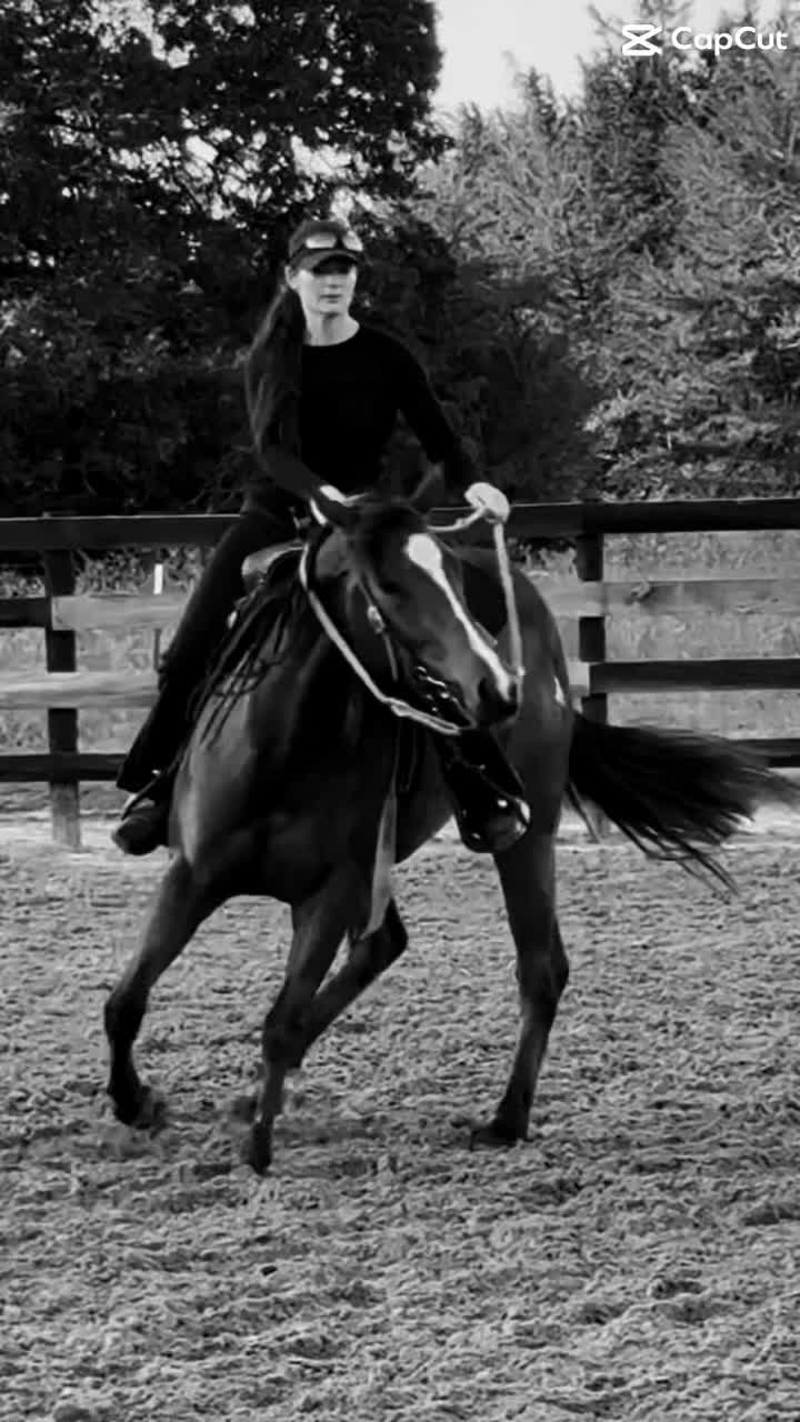 @HD Performance Horses
