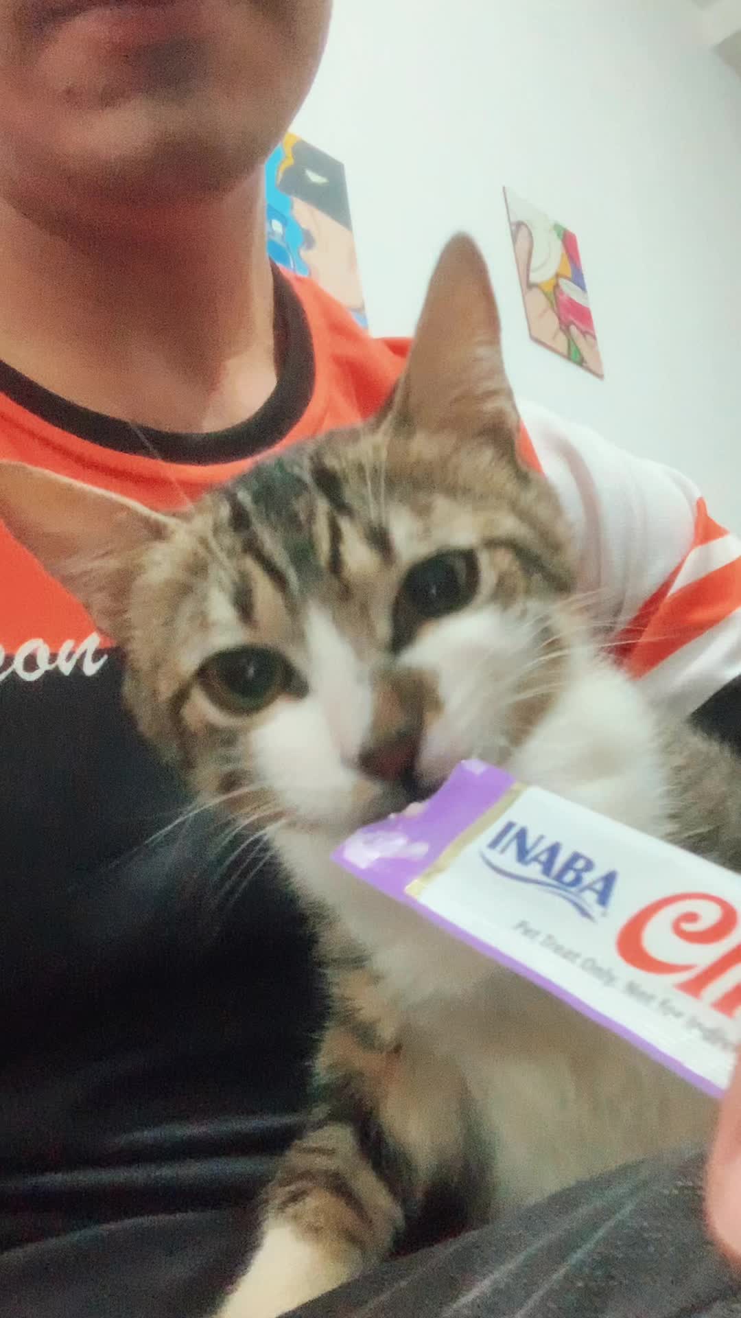 @Gato Harley