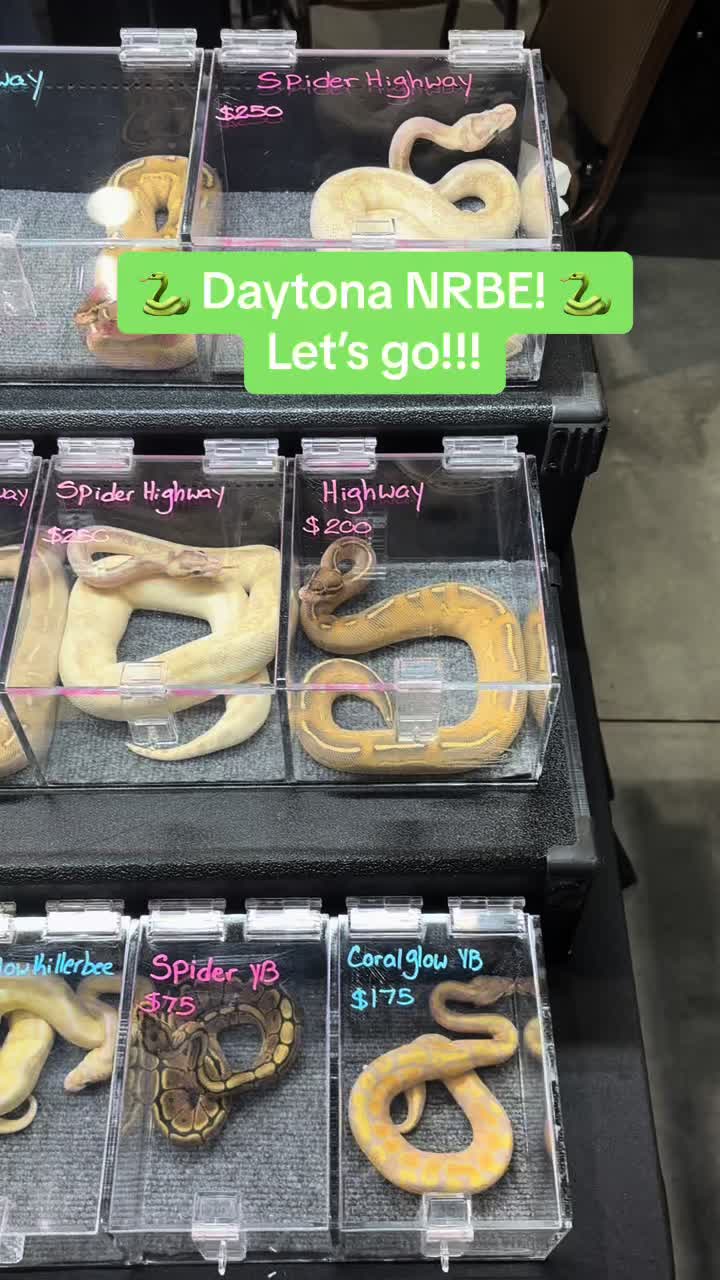 @KMReptiles