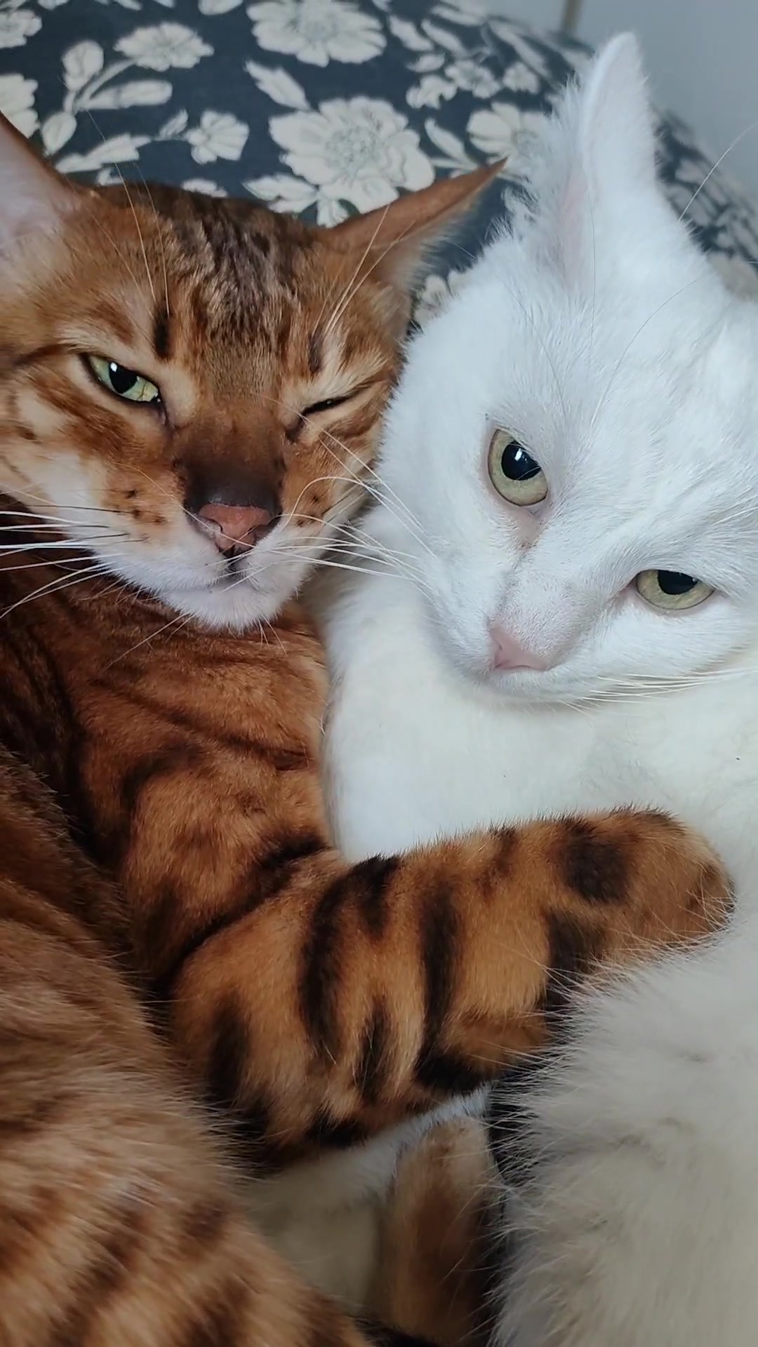 @Richard the Bengal cat