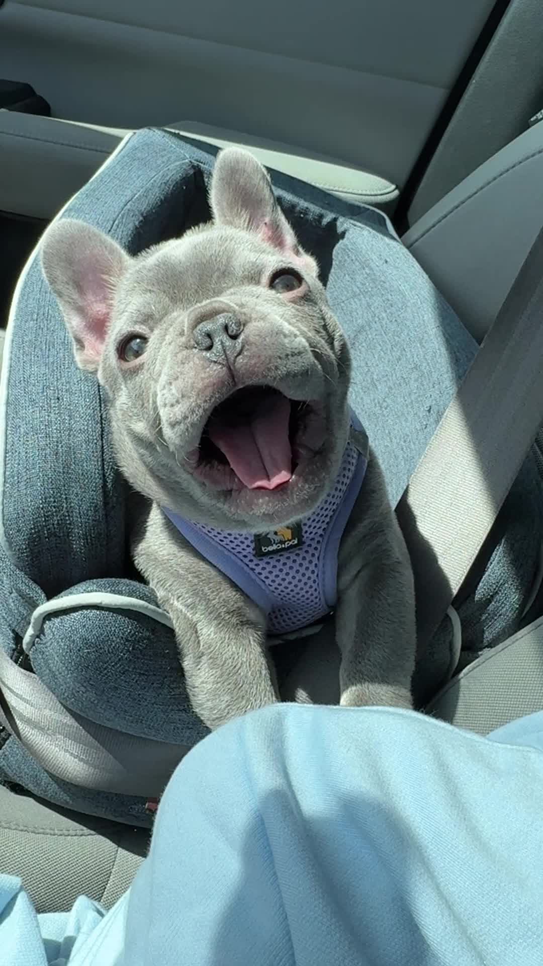 @Arwen the adorable Frenchie