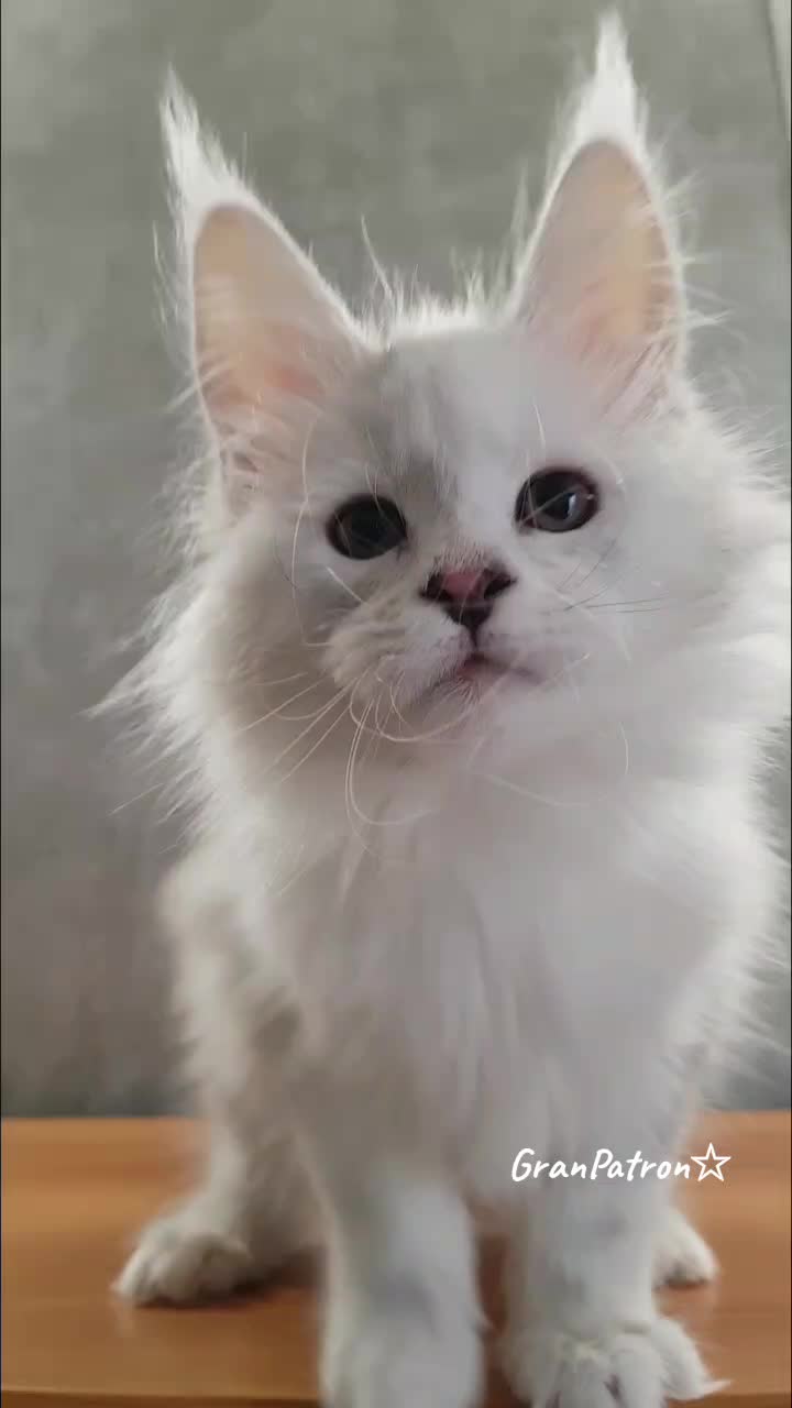 @Maine coon kitten