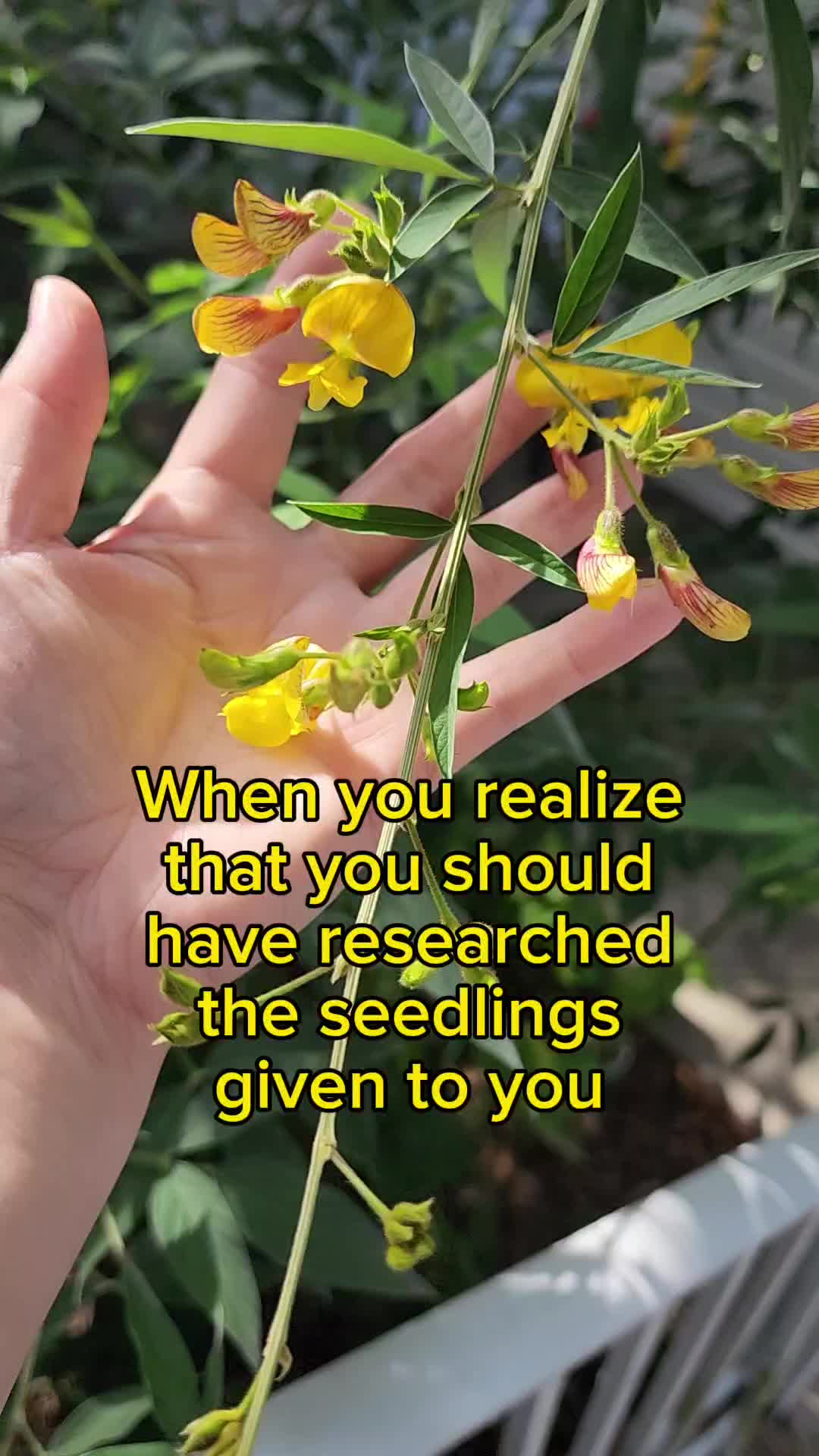 @Rescue My Plant