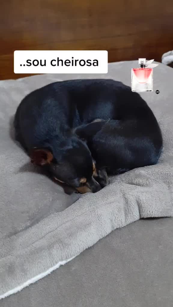 @NarutoCalopsita_Pets
