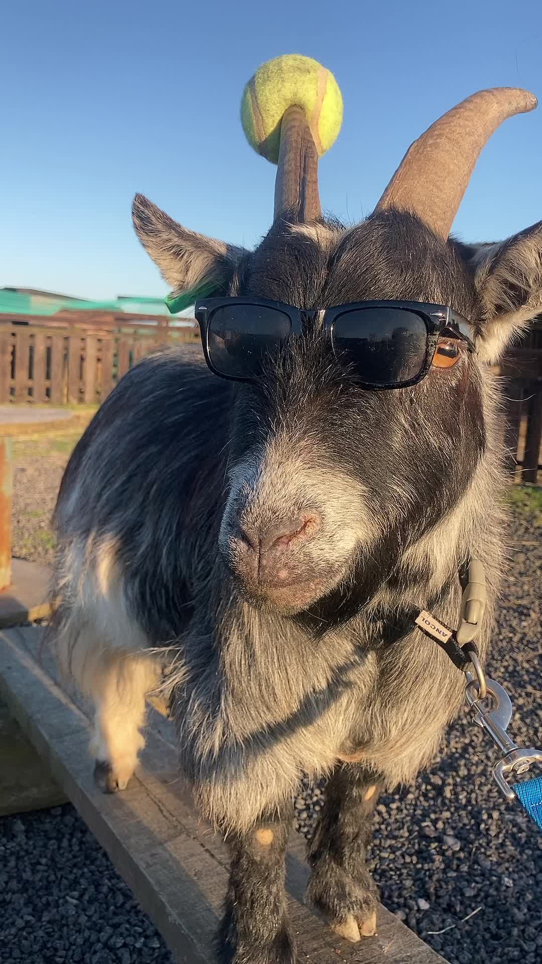@Willowlanealpacas