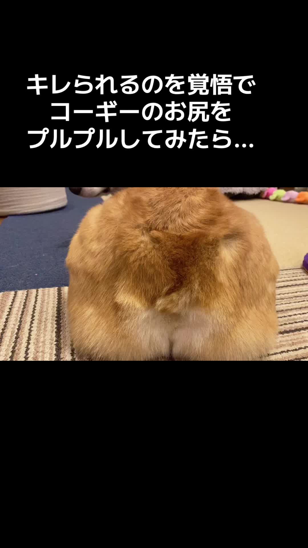@コーギー犬のホープくん