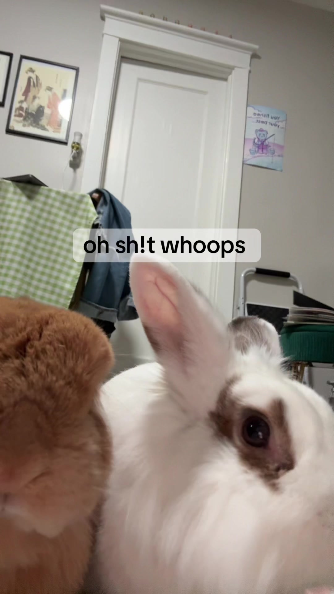 @Otis the Bunny