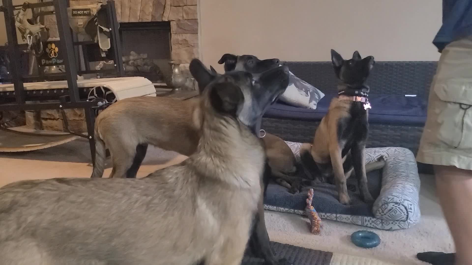 @My Mali Zelda