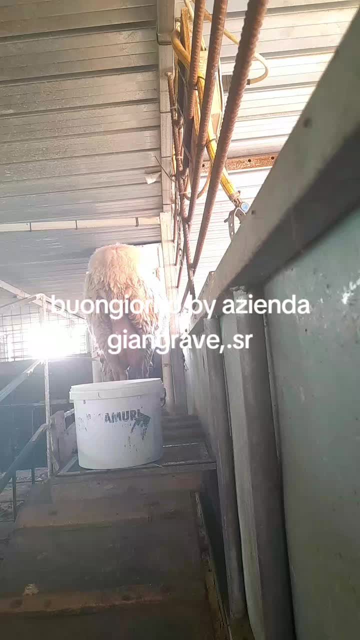 @Pablo86