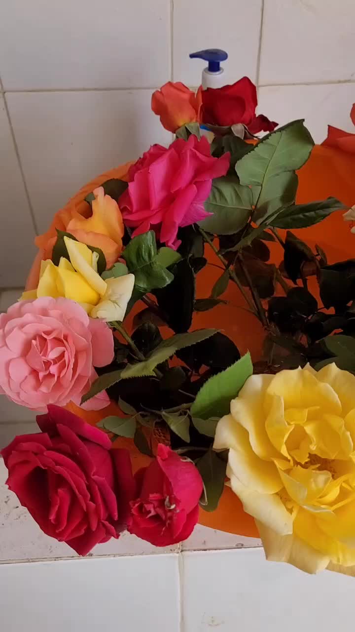 @go&eacute;land.dz